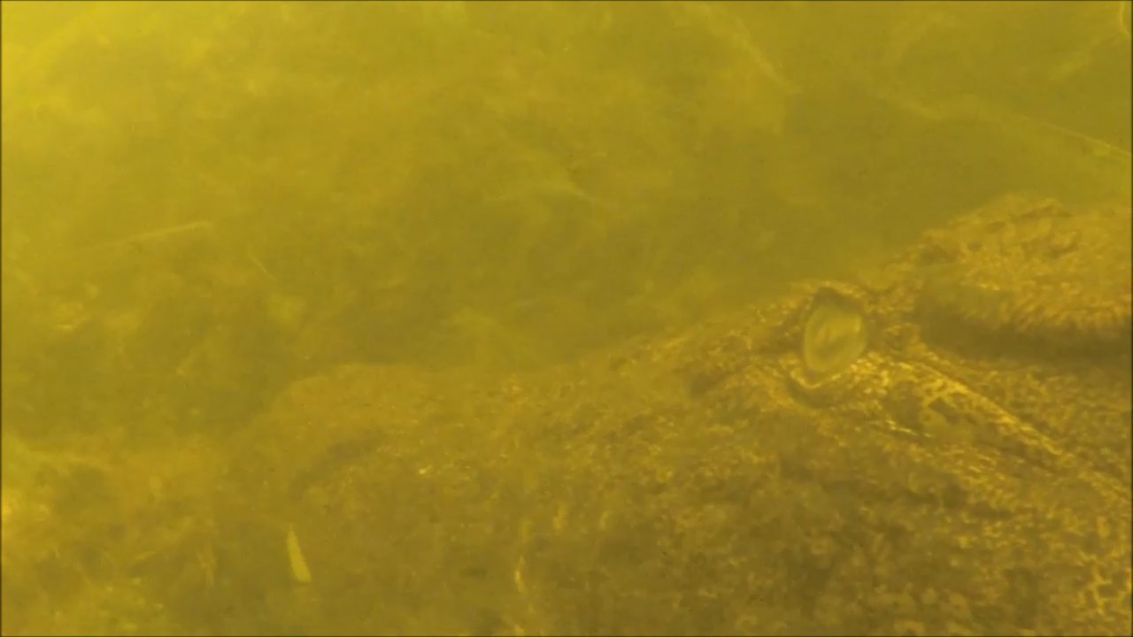 crocodile